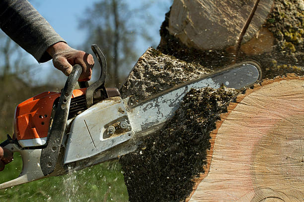Best Tree and Shrub Care  in Salisbury, MD